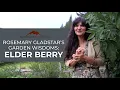Rosemary Gladstar s Garden Wisdoms Elderberry Medicine