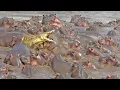 Download Lagu 30+ Hippos Attack One Crocodile