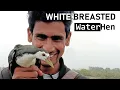 Lagu White Breasted Waterhen