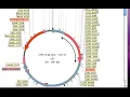 Directional cloning Sub clone human erythropoietin gene from plasmid pTDL14 into expression vector