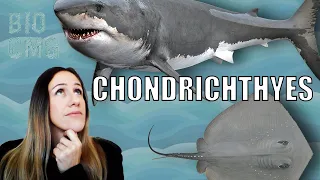 Chondrichthyes: classificação e biologia dos tubarões, raias e quimeras