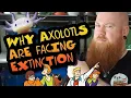 WHY AXOLOTLS ARE FACING EXTINCTION