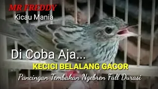 Download AYO COBA... 🔴Pancingan Kecici belalang Tembakan Ngebren Full Durasi MP3