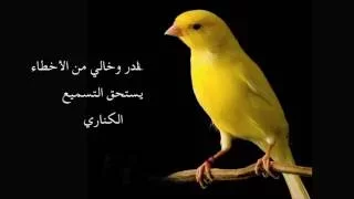 Chant Canari Super Pour L écolage Des Jeunes من أجمل تغاريد طائر الكناري لتسميع الفراخ 