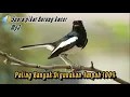 Download Lagu Suara pikat Burung kacer MP3 #Paling banyak Digunakan# AMPUH 100%