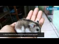10 Facts about Winter White Dwarf Hamsters
