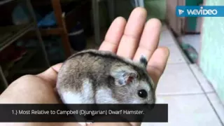 10 Facts about Winter White Dwarf Hamsters