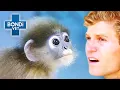 Last Chance Rescue For Lost Monkey Bondi Vet Clips Bondi Vet