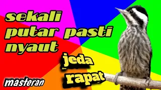 Download Masteran Pelatuk sampit gacor jeda rapat MP3