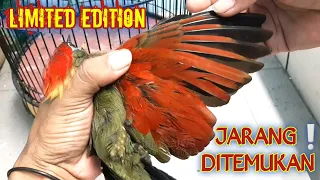 harusnya dilindungi burung sebagus ini harganya cuma 300ribu spesies langka pelatuk sayap merah