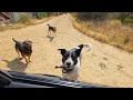 Download Lagu Stray Dogs Blocked the Road, Asking for Help