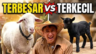 DOMBA TERBESAR KETEMU DOMBA TERKECIL..!!