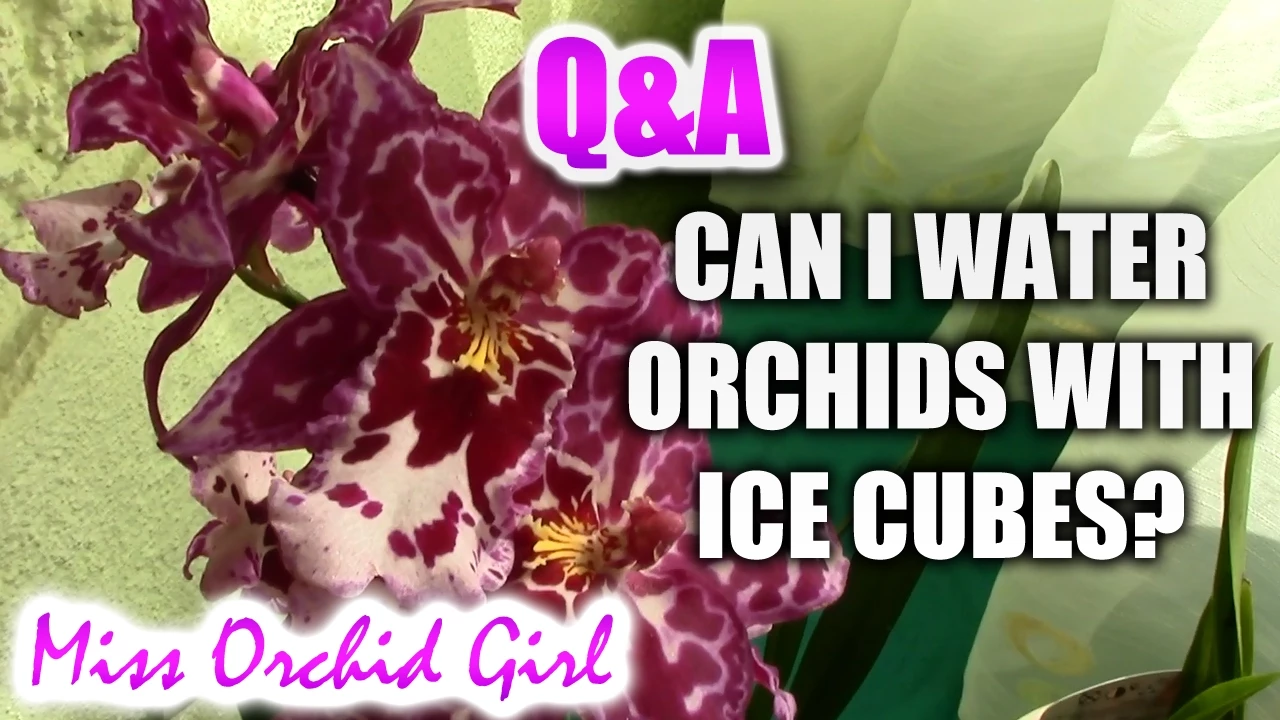 Q&A IS IT OK TO WATER ORCHIDS WITH ICE CUBES?