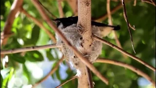 205-Mr & Mrs Wagtail