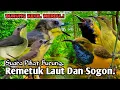 Download Lagu SUARA PIKAT BURUNG REMETUK LAUT DAN SOGON. PALING AMPUH..