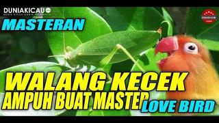 Download MASTERAN WALANG KECEK SANGAT AMPUH BUAT MASTERAN LOVE BIRD BAHAN MP3