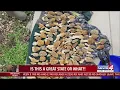 A class on how to hunt morels in Oklahoma