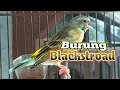 Download Lagu Burung Black throat Gacor