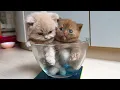 Download Lagu Mijlpaalmomenten van Tiny Kittens 💕 Eerste stapjes, waterslokjes en schaal-schandalen!