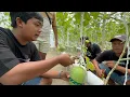 Lagu MANUSIA RUWET BELAJAR MENJADI PETANI MELON HIDROPONIK YANG SUKSES ! 😍🍈🍑🍒🥭🍊🍍