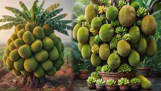 Secret skills in breeding jackfruit trees with bananas using grafting skills