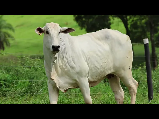 Matriz Nelore Mocho FMSF - 1124