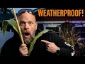 DIY Halloween Decor Build Corn Stalks That Last All Season