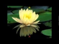 Download Lagu Namo Guan Shi Yin Pusa (Music)