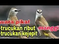 Download Lagu suara trucukan ribut kejepit untuk pikat trucukan liar di hutan