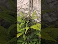 lsd25 and jelly doughnuts flowering update smash that like button canna family