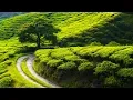 Peaceful Relaxing Instrumental Music, Quiet Soft Meditation Music \