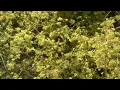 Tucson allergy season hits newcomers hard with desert pollen and mold