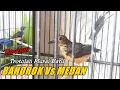 Trotolan murai batu Bahorok Vs Medan