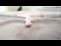 Ball Python Being Cute