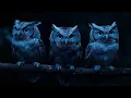 Download Lagu Owls hooting on a night of rain and thunder