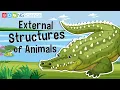 External Structures of Animals