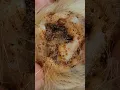 Download Lagu Dogs ear cleaning 🙀comment “1” get our wipes for free #dogwash #doghealth
