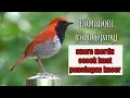 Download Lagu ROBIN JEPANG/KOMADORI cocok buat pancingan kacer dan masteran