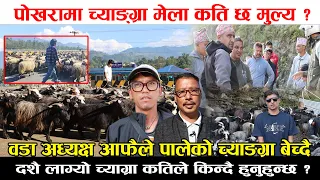 दशै आयो पोखरामा मुस्ताङको च्याङ्ग्राले भरियो कति सम्म सस्तो छ त ? वडा अध्यक्ष आफ्नै चाङ्ग्रा बेच्दै