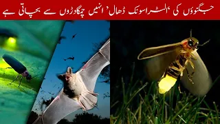 Fireflies Light Protect Them From The Bat For Their Feed Interesting Fact About Fireflies