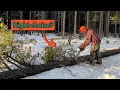 Husqvarna 545 mark II - The perfect homestead chainsaw