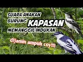 Download Lagu Suara pikat burung kapasan MP3 terbaru 2020