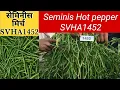 Download Lagu Seminis Hotpepper SVHA1452 at Kundeshwar, Ghazipur.
