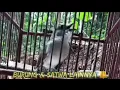 Download Lagu Mangrove fluiter vogels fluiten in het bos