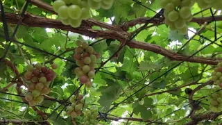 Trực Tiếp Tại Vườn Nho 🍇 | Một Góc Bình Yên Giữa Thiên Nhiên