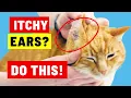 Why Is My Cat Scratching Their Ears So Much