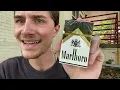 Smoking a Marlboro Black Gold Cigarette - Review