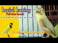 Download Lagu KECIAL KUNING ISIAN FULL KENARI [ ISIAN PERMANET GAMPANG DI TIRU KECIAL KUNING LAIN ] Buktikan !!!