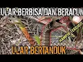 MERINDING! ULAR BERTANDUK YANG BERBISA DAN BERACUN! (ULAR PICUNG) RHABDHOPIS SUBMINIATUS