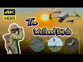 Download Lagu Bird Photography And Nature 4K Video #birds #wildlife #nature #animals